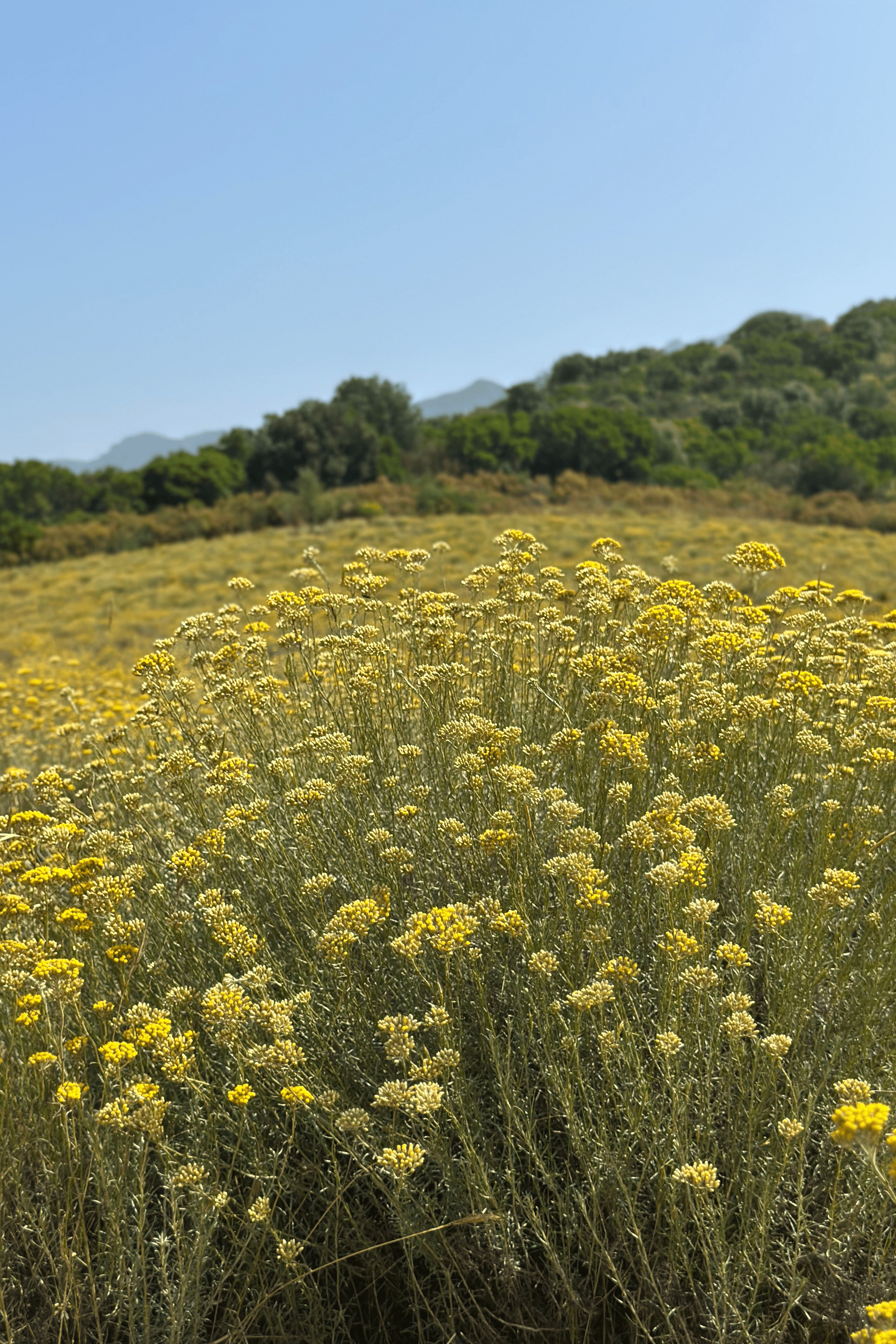 EAU FLORALE IMMORTELLE CORSE BIO